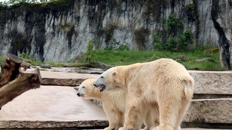 Zoo Karlsruhe: Zoo hört Lebenszeichen vom Eisbär-Nachwuchs