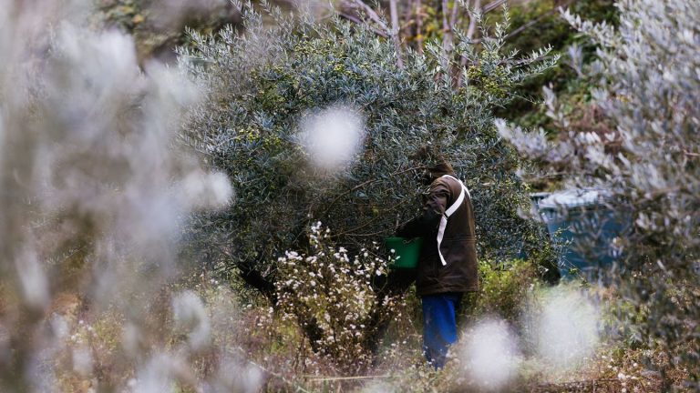 Lebensmittel: Gute Prognosen für Olivenernte in Spanien und Griechenland