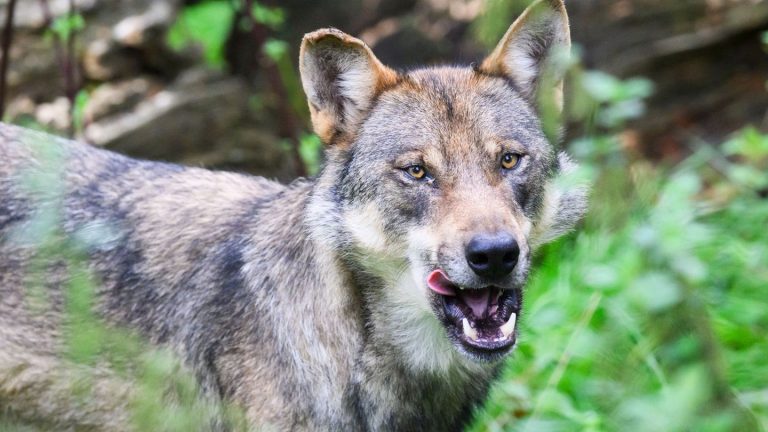 Nutztiere gerissen: Genehmigung für Wolfsabschuss im Kreis Leer vorerst gestoppt