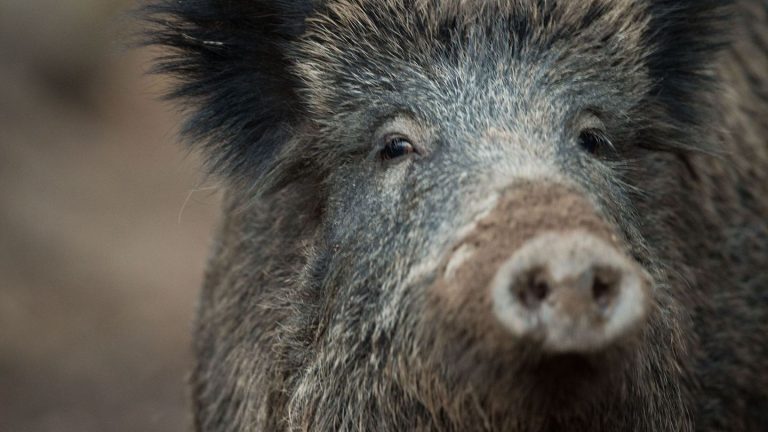 Tierischer Angriff: Frau in Lübeck von Wildschwein verletzt