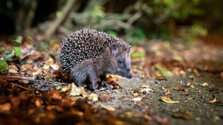 Gartenbewohner: Igel suchen Winterquartier: Gartenbesitzer können helfen