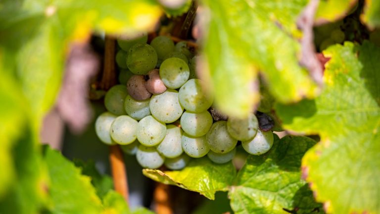 Bodenseeregion: Dinkel und Soja statt Wein – Markgraf von Baden rodet Reben