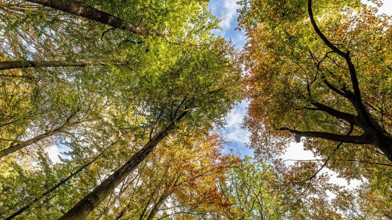 Waldzustandsbericht 2024: Wald und Bäume in NRW bleiben angeschlagen