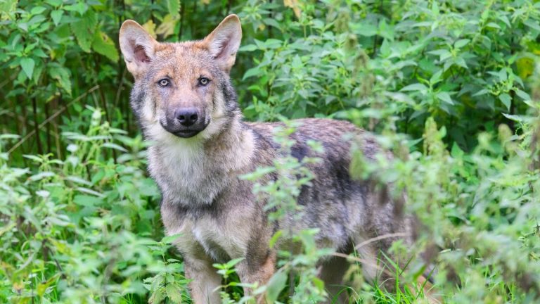 Wölfe: Hinweise auf 26 Wolfsrudel im Nordosten