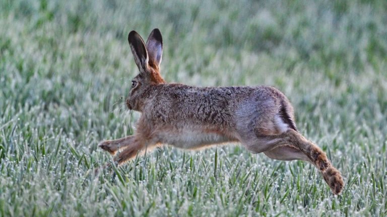 Zoonose: Menschen in Schwaben an Hasenpest erkrankt