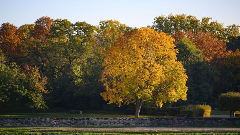 Wetter: Herbst in Sachsen kühler als im Vorjahr – trotzdem zu warm