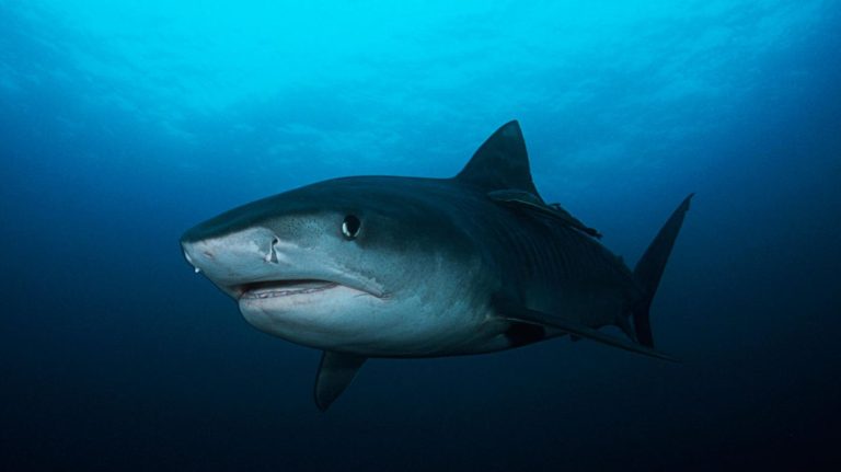 Florida: Surfer überlebt zwei Haiangriffe – an genau dem selben Ort