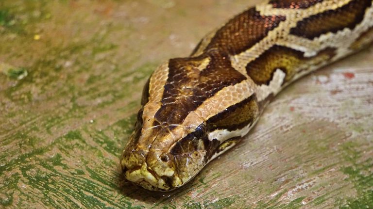 Ganz schön große Klappe: Tigerpythons können 60 Kilo Hirsch am Stück schlucken