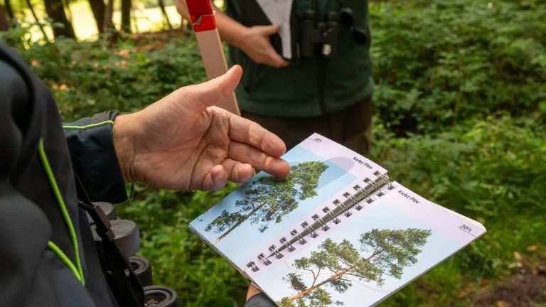 Vor allem in Franken: Trockenheit macht Wald in Bayern weiter zu schaffen