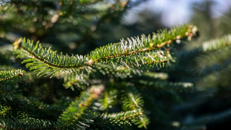 Polizei sucht Zeugen: Oh Tannenbaum: Wagen verliert wohl geklauten Baum auf Straße