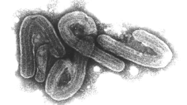 Gesundheit: Ruanda erklärt Marburg-Virus-Ausbruch für beendet