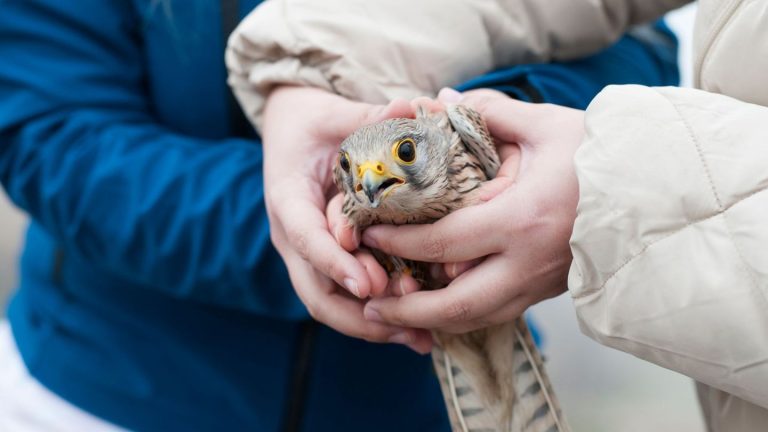 Tierretter: Mehr als 300 Tiere – Vogelschutzwarte zieht erste Bilanz