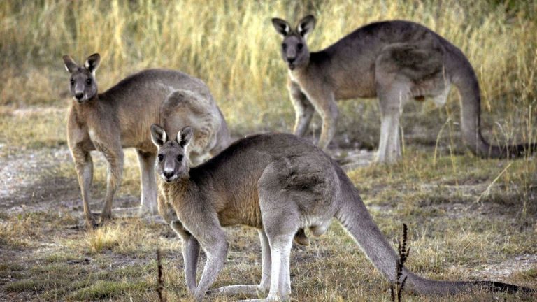 Tierquälerei: Mann in Australien soll fast 100 Kängurus erschossen haben