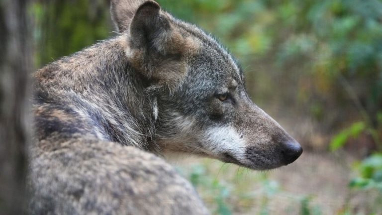 Debatte um den Wolf: War es ein Wolf? Angriffe auf Hunde nicht leicht zu klären