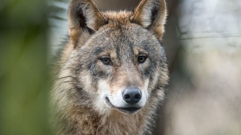 Wölfe: NRW bestätigt neues Wolfsgebiet in Region Aachen