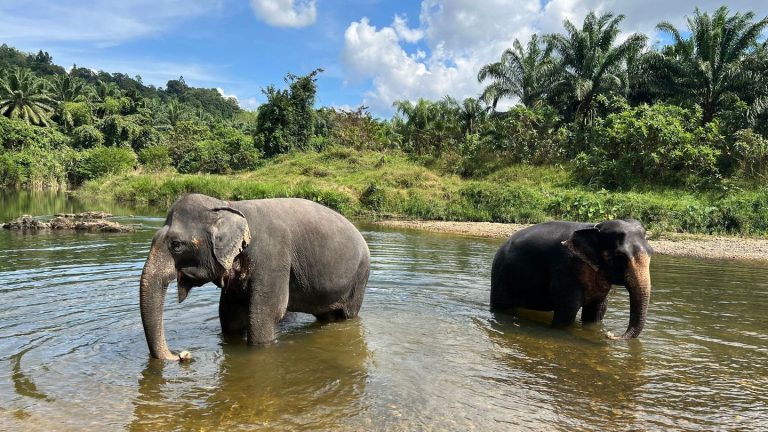 Tiere: Verhütungsspritze für Elefanten in Thailand