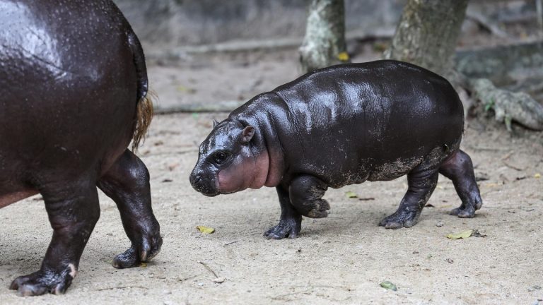 Tiere des Jahres: Hippos, Igel, Capybaras: Diese Tiere machten 2024 Schlagzeilen