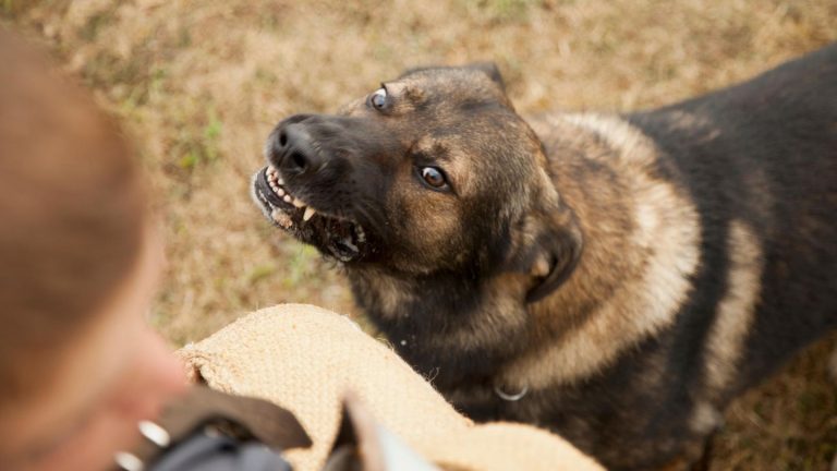 Haustiere in Gefahr: Plötzlich verwirrt und aggressiv: „Werwolfsyndrom“ bei Hunden erkennen