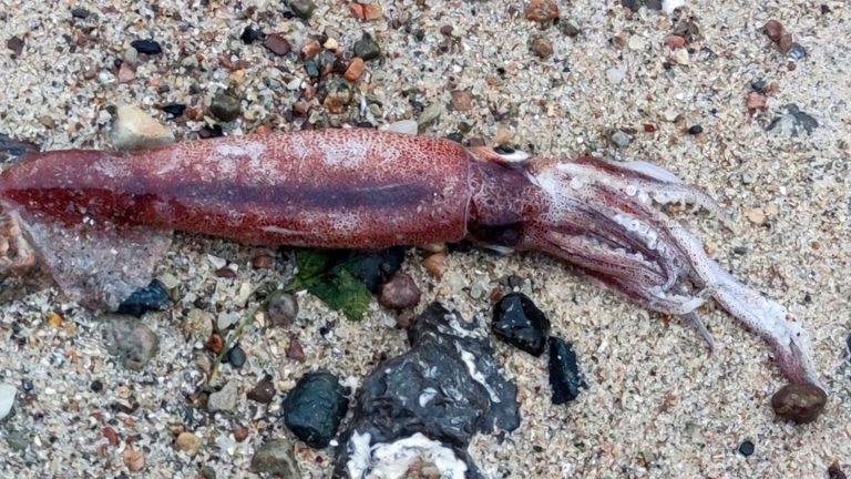 Fund am Strand: Toter Kalmar am Ostseestrand entdeckt