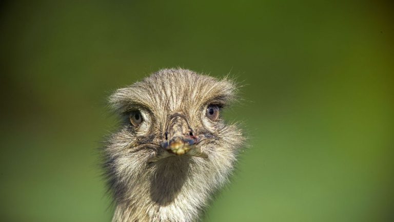 Tierischer Notfall: Laufvogel verschluckt im Tiergarten Handschuh von Kind